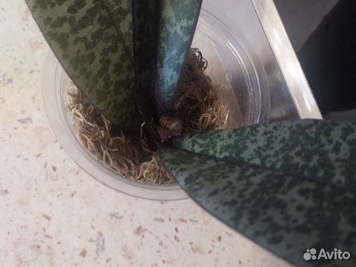 Орхидея шиллериана