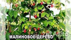 Малиновое дерево