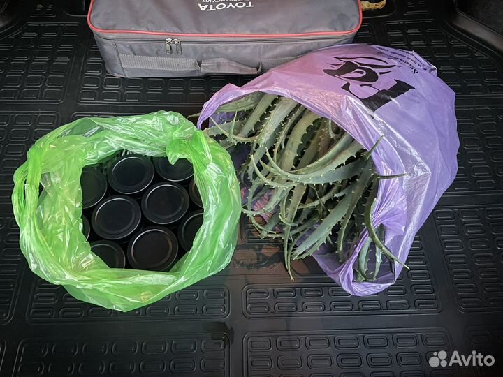 Алоэ вера и Алоэ древовидное (столетник)