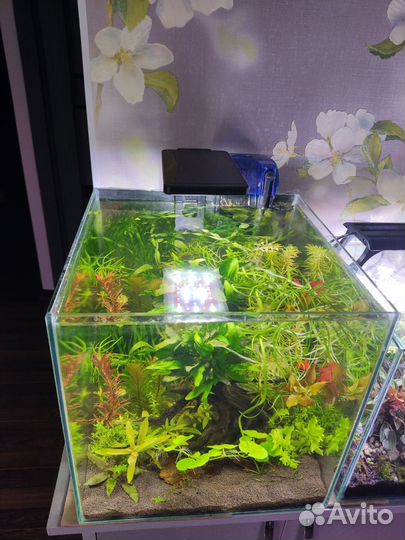 Аквариум для петушка/креветок