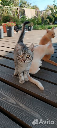 Котята в добрые руки