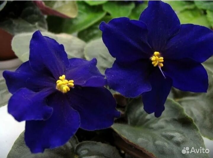 Фиалки,детки