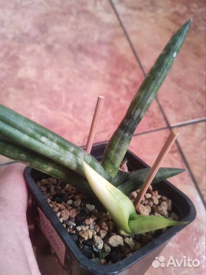 Sansevieria kirkii, manee