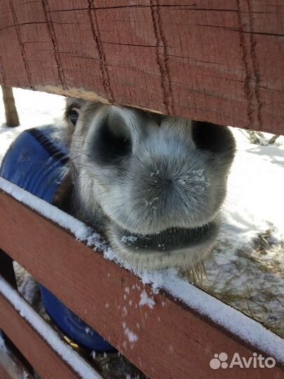 Навоз конский в мешках