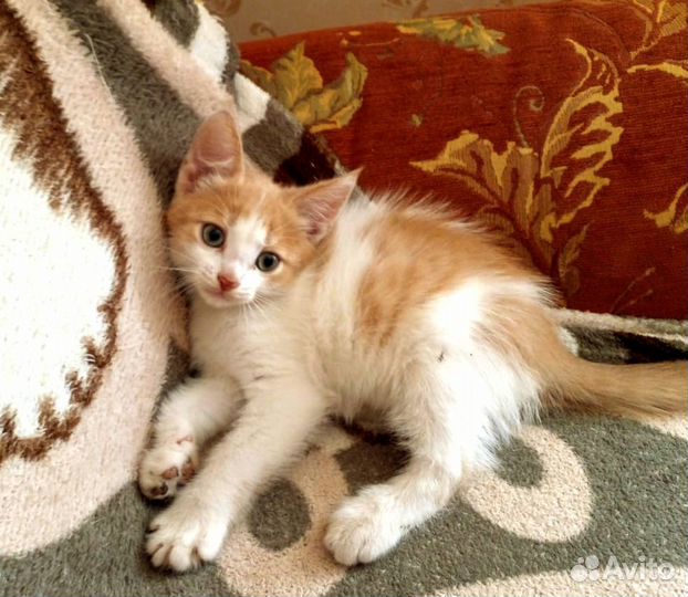 Рыжий чудик котик