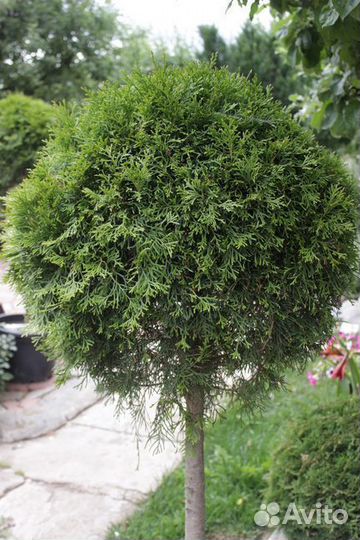 Туя Смарагд Шар