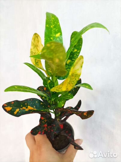 Кодиеум(кодиум, кротон) ред банана