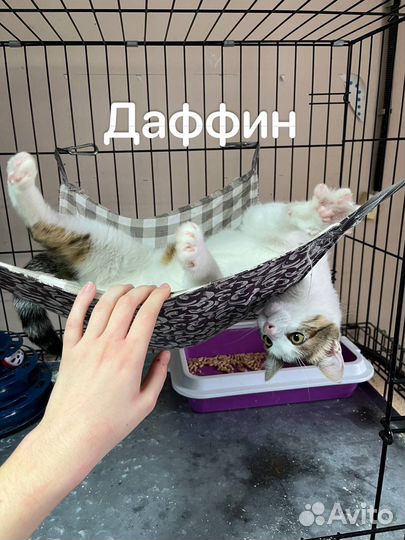 Кот Даффин и кот Мяффин ищут семью