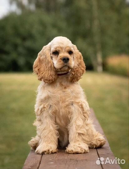 Американский кокер спаниель девочка