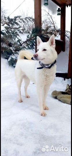 Метис лайки