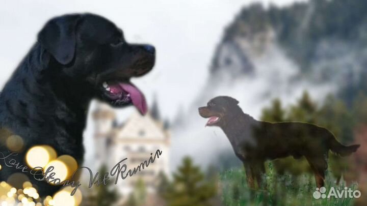 Вязка ротвейлера