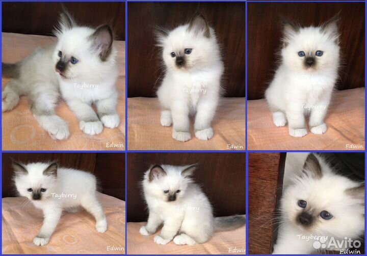 Котята Священная Бирма