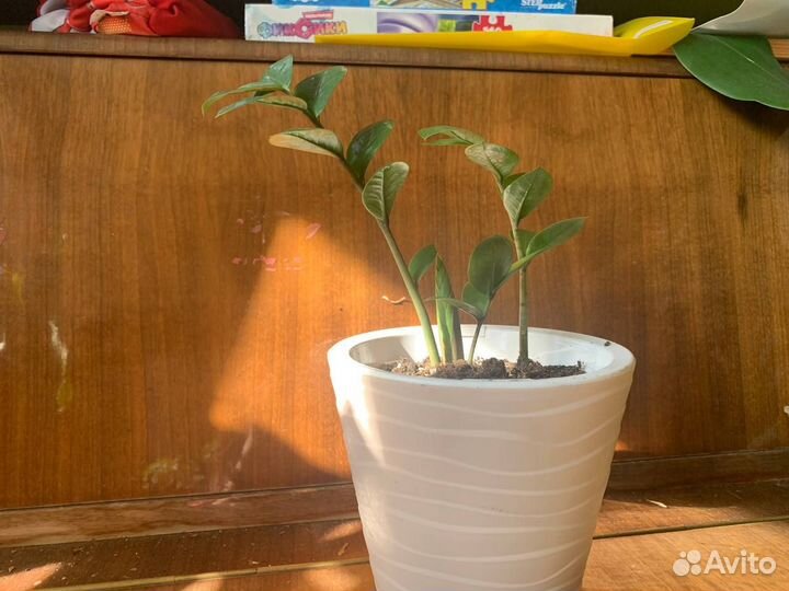 Замиокулькас