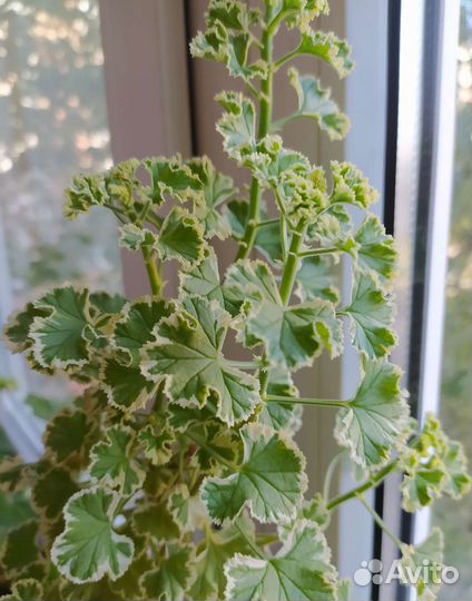 Пеларгонии душистые сортовые