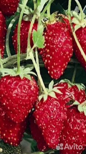 Земляника ремонтантная, садовая