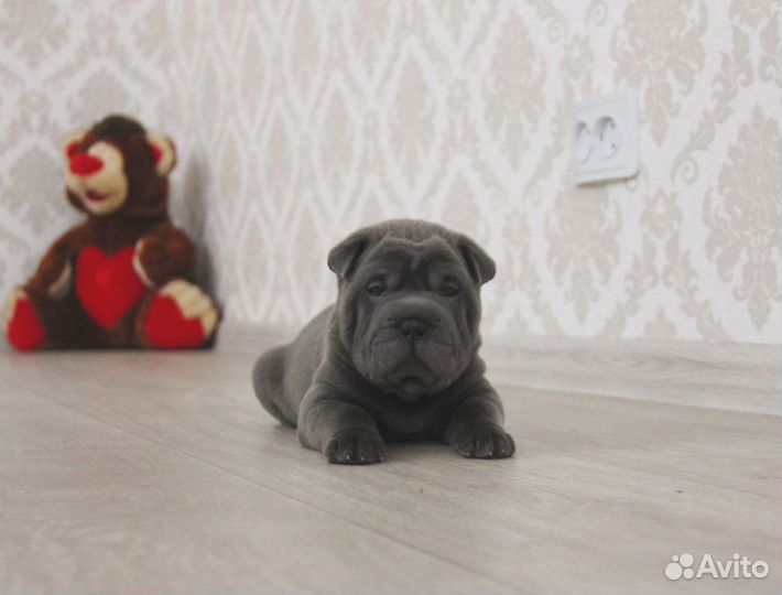 Для Любви и Обожания Шарпейчики