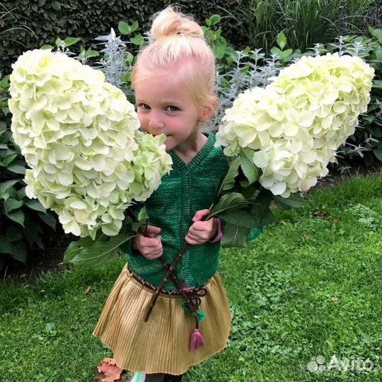 Гортензии метельчатые