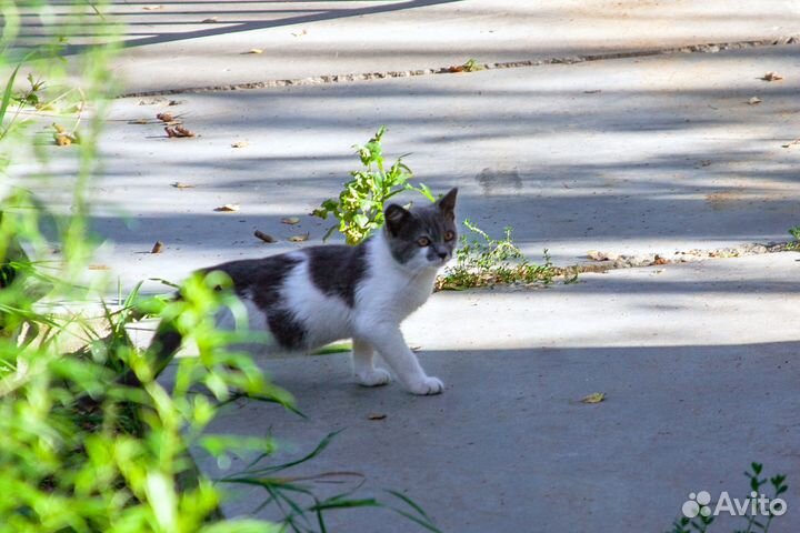 Котенок ищет дом