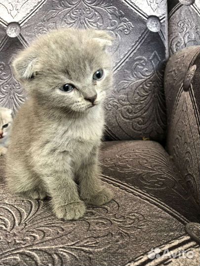 Шотландские котята