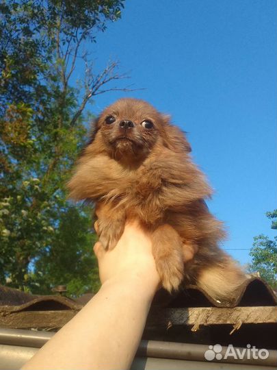 Малышка Чихуахуа шпиц мини мерле