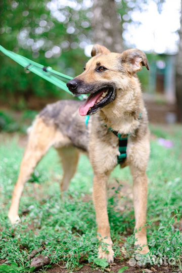 Собаки бесплатно в добрые руки