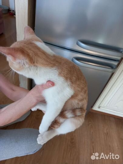 Котенок Персик ищет дом
