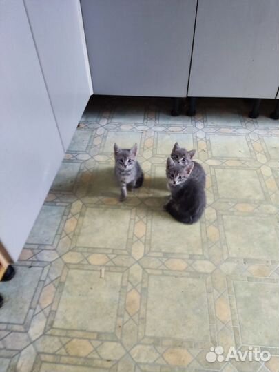 Котята