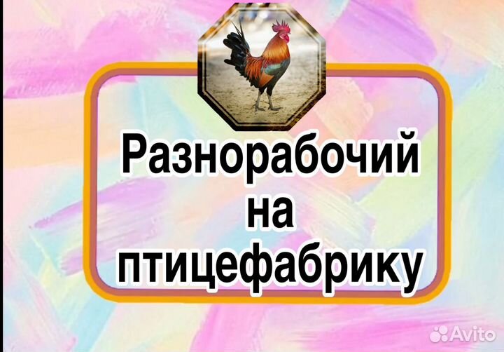 Разнорабочий на перенос кур (выплаты еженедельно)