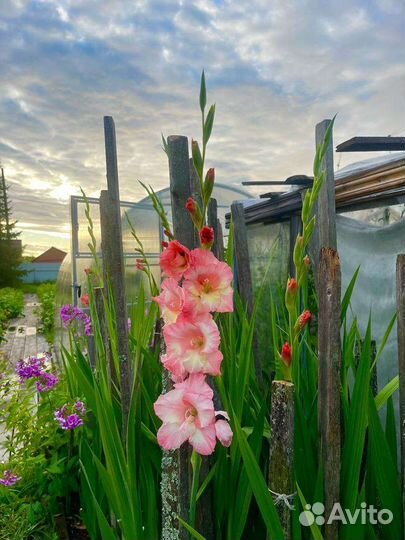 Шикарные и свежие Гладиолусы