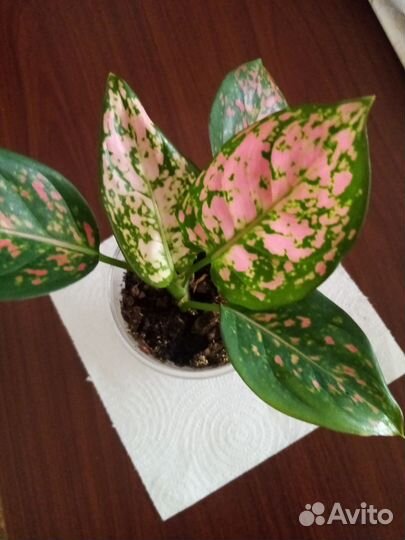 Комнатное растение, аглаонема