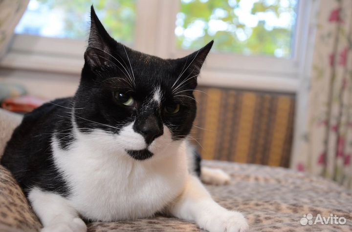 Ласковый преданный кот Руми 2 года ищет дом