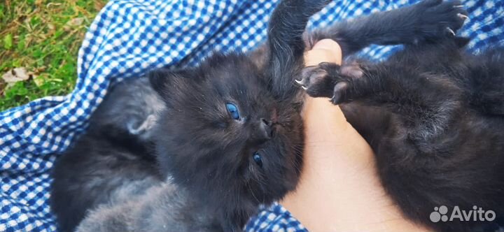 Персидский котик
