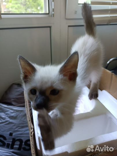 Передержка кошек