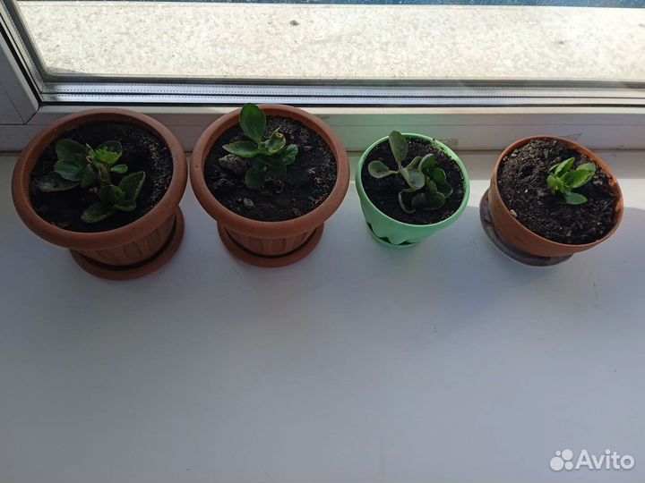 Комнатные цветы каланхоэ