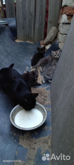 Котята отдам в добрые руки бесплатно