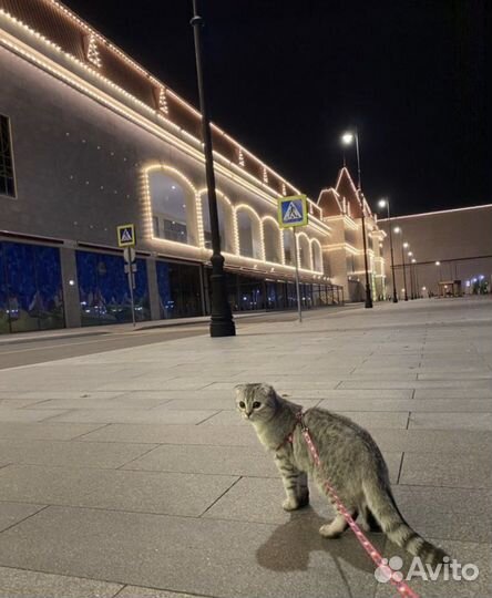 Вислоушка в добрые руки