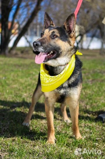 Лукум, собака из приюта Некрасовка