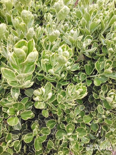 Мушмула японская