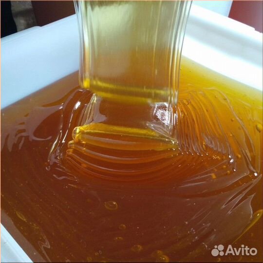 Мёд Липа, Акация, Донник оптом от 100 кг