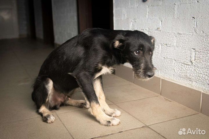 Маленькая собака в добрые руки бесплатно