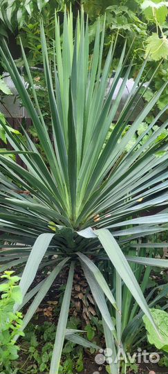 Пальма юкка