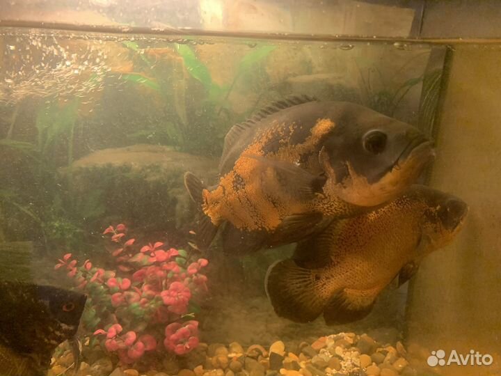 Астронотусы пара