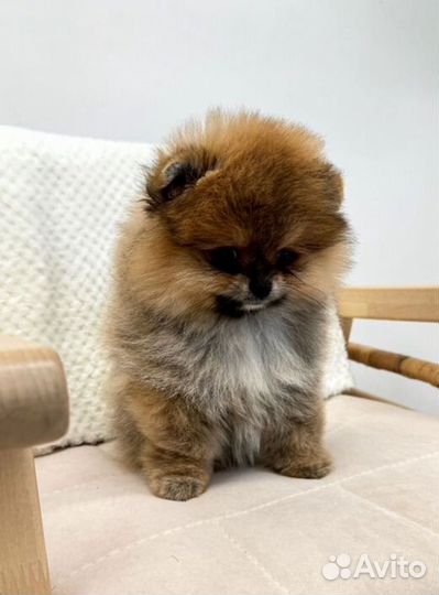 Померанский шпиц