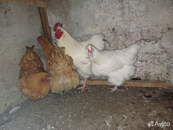 Куры Орпингтон