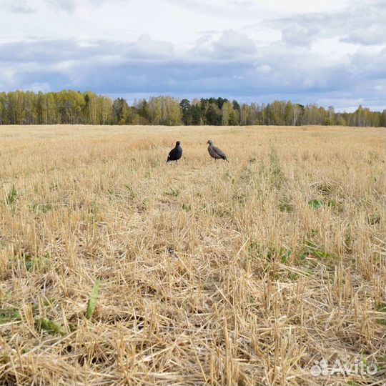 Чучело тетерева для охоты