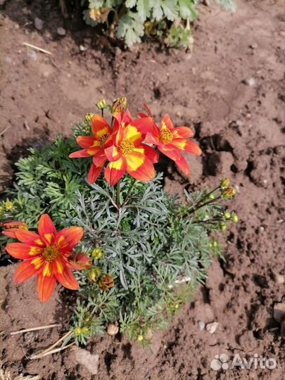 Биденс. Черенки укорененные