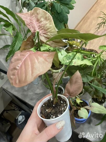 Сингониум Неон Пинк