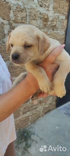 Щенки в добрые руки