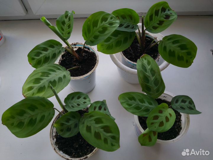 Маранта Керховена(молящийся цветок)