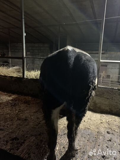 Быки живым весом